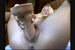 she squirts 7 dvd